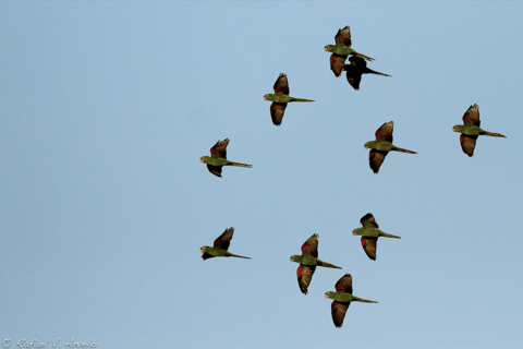 Private Birding Tour Punta Cana to Los Haitises Park