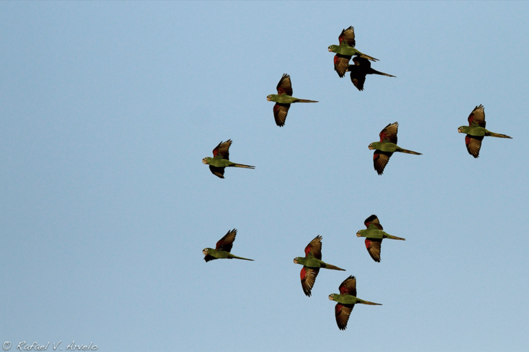 Private Birding Tour Punta Cana to Los Haitises Park