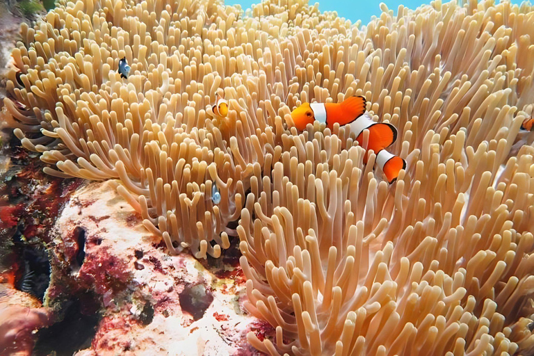 Phuket/Khao Lak: Upptäck Similan Island med 3 måltider