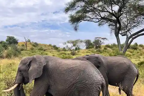 Arusha: Safari de 4 días en Tarangire, Serengeti y Ngorongoro