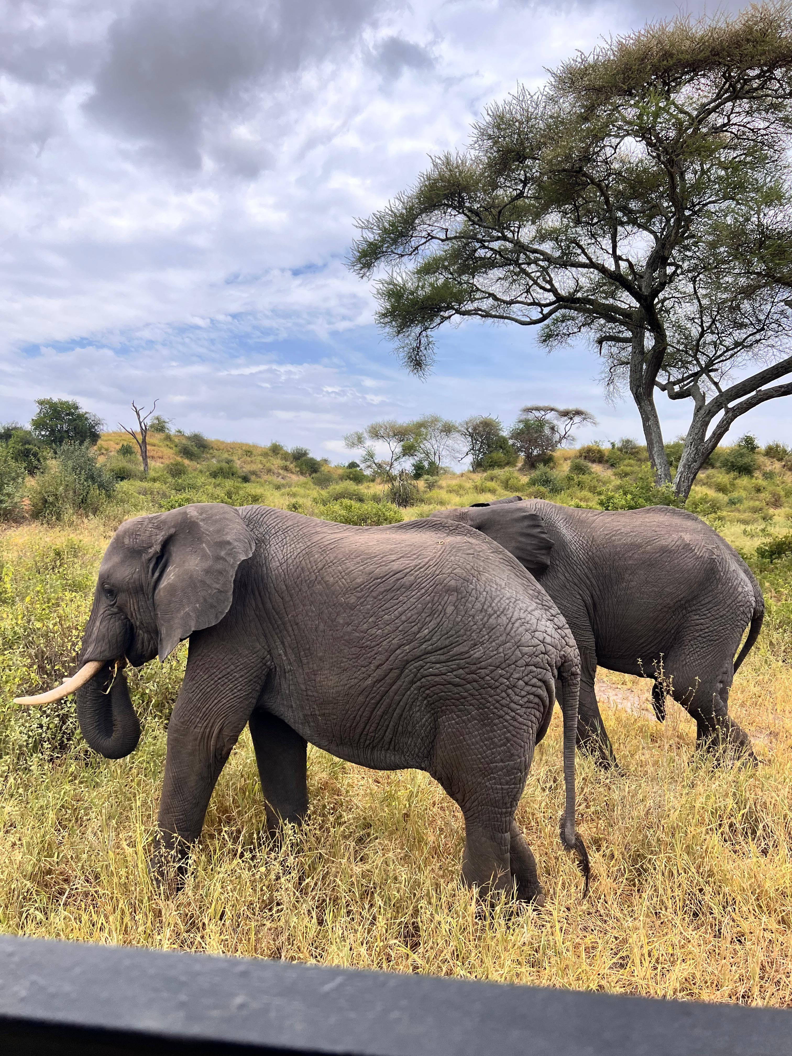 Two-day Tarangire and Ngorongoro Crater safari — product photo 1 from GetYourGuide