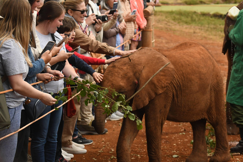 David Sheldrick, Giraffe Center Tour and Kazuri Beads David Sheldrick and Giraffe Center Tour