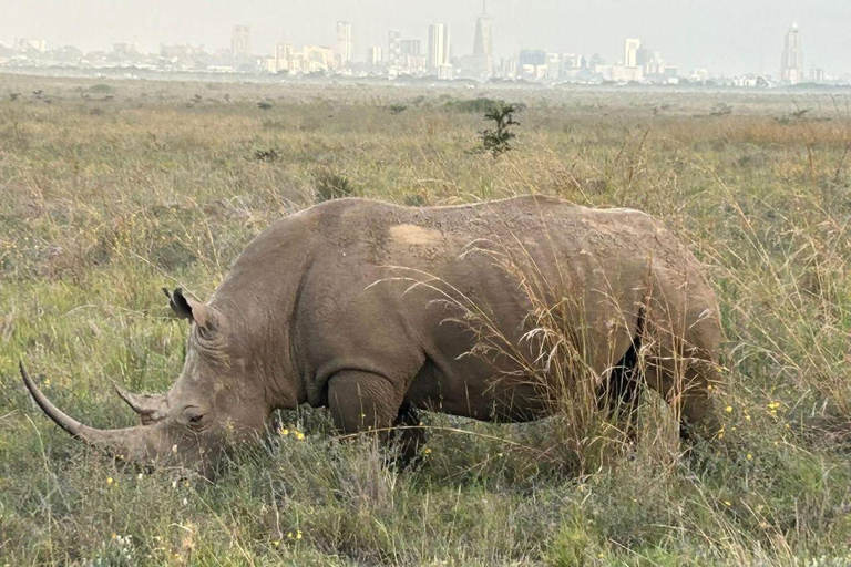 Nairobi: Ol Pejeta Day Tour from Nairobi