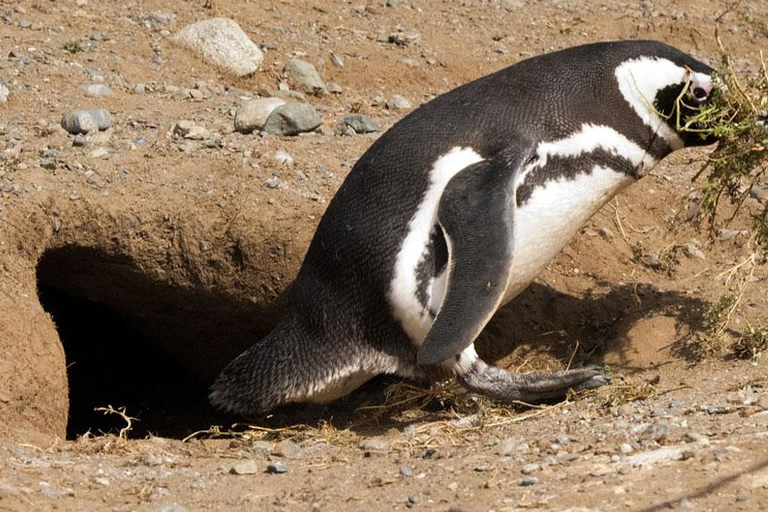 Punta Arenas: Magdalena Island Navigation & Penguin Walk