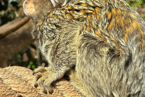 Agadir: Goats on Trees & Crocoparc Tour Goats on Trees & Crocoparc – Entry Ticket Included