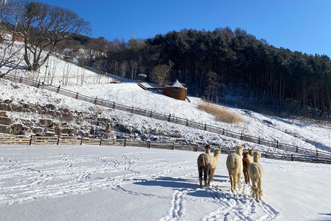 Da Seoul : Valle di Eobi, Isola di Nami, Mondo degli AlpacaPartenza dalla stazione universitaria di Hongik Uscita 4