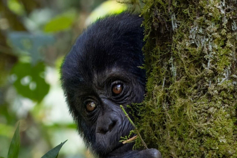 4-Day Gorillas and Golden Monkeys Safari Rwanda to Uganda