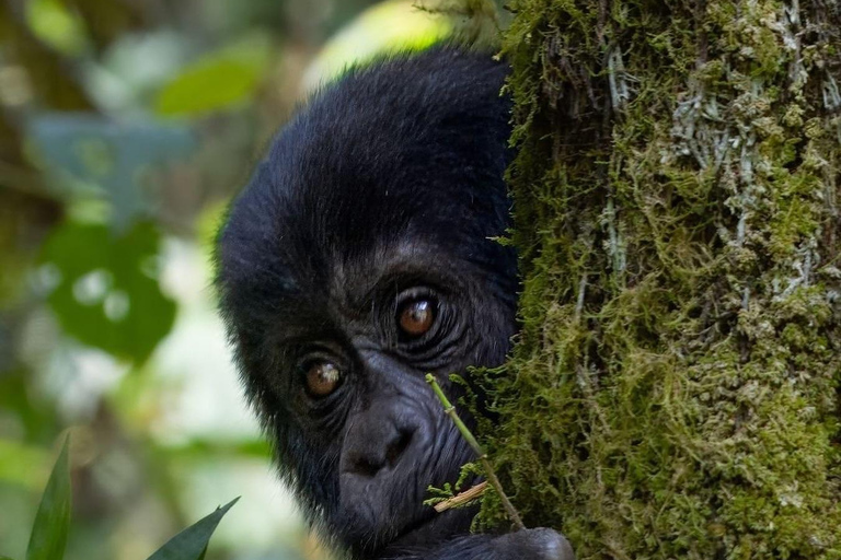 4-Day Gorillas and Golden Monkeys Safari Rwanda to Uganda