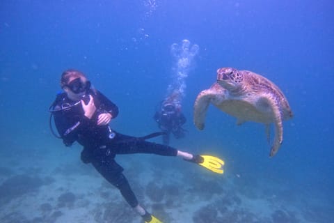 2 Dives for certified divers in Musandam, Dibba Oman