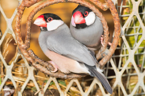 St Maarten: Fågelaviarium och naturskön körning