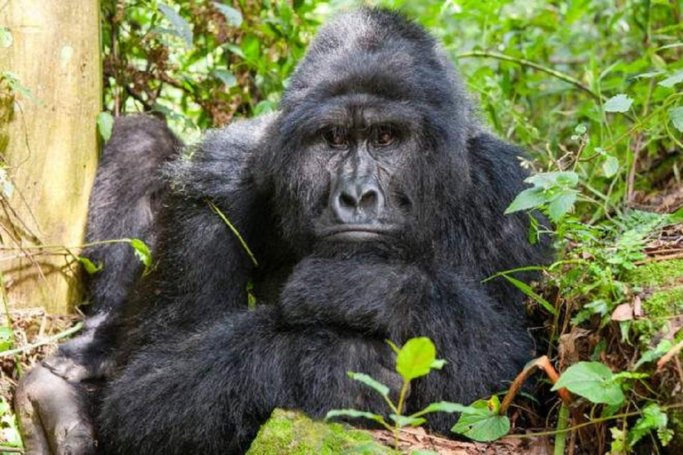 Uganda: 9-Day Uganda Safari with Gorilla Trekking