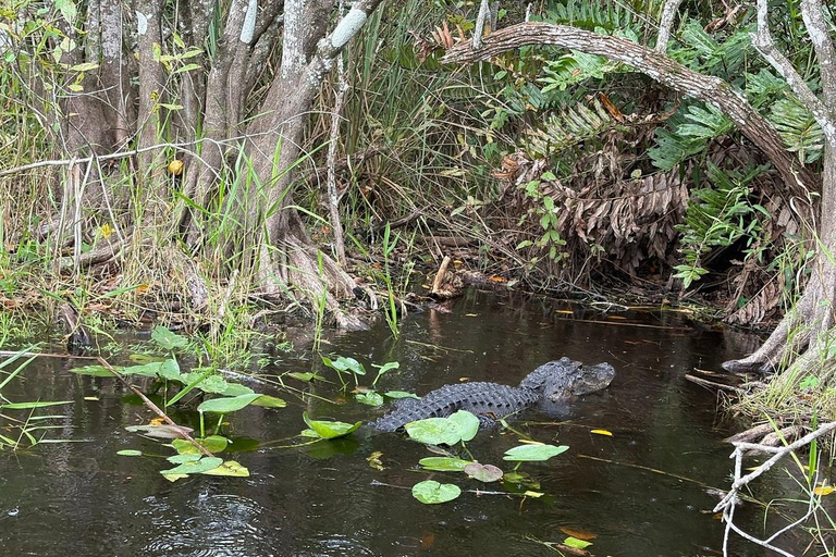 Everglades: Semi-Private or Private Airboat Tour Everglades: Private Airboat Tour 2hrs