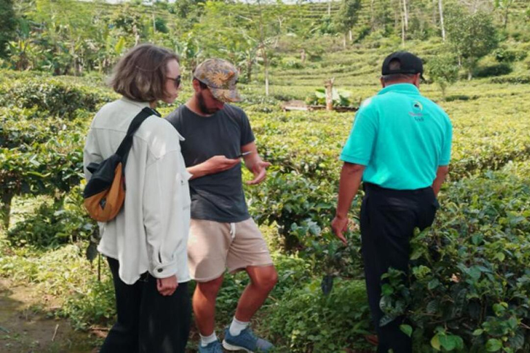 Yogyakarta: Nglinggo Tea Plantation Tour with Pickup