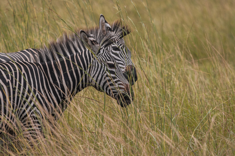 Från Zanzibar: Mikumi Safari med tvåmotorigt flygplan + lunchMikumi Safari – utan transfer