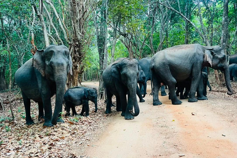 From Sigiriya: Private Safari Tour with Hotel Transfer
