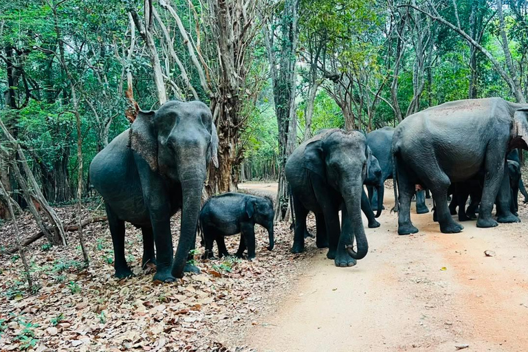 From Sigiriya: Private Safari Tour with Hotel Transfer