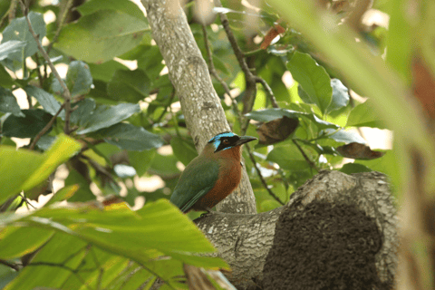 Tobago: Excursión a la Selva Tropical