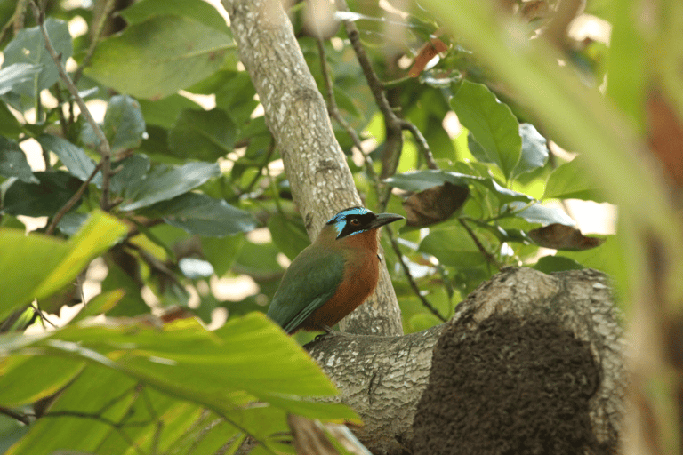 Tobago: Excursión a la Selva Tropical