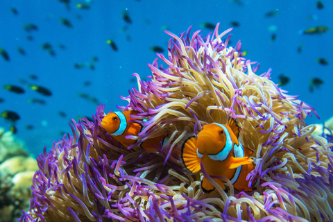 Cairns: esnórquel y buceo en la Gran Barrera de CoralTour con todo incluido: almuerzo tipo bufet tropical