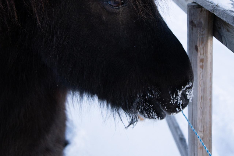 Reykjavik: Icelandic Horse Ride in Lava Fields – All Levels