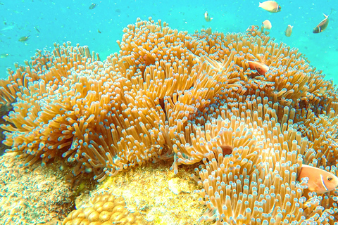 Koh Tao: Snorkel with Turtles at Nangyuan with Fewer Crowds