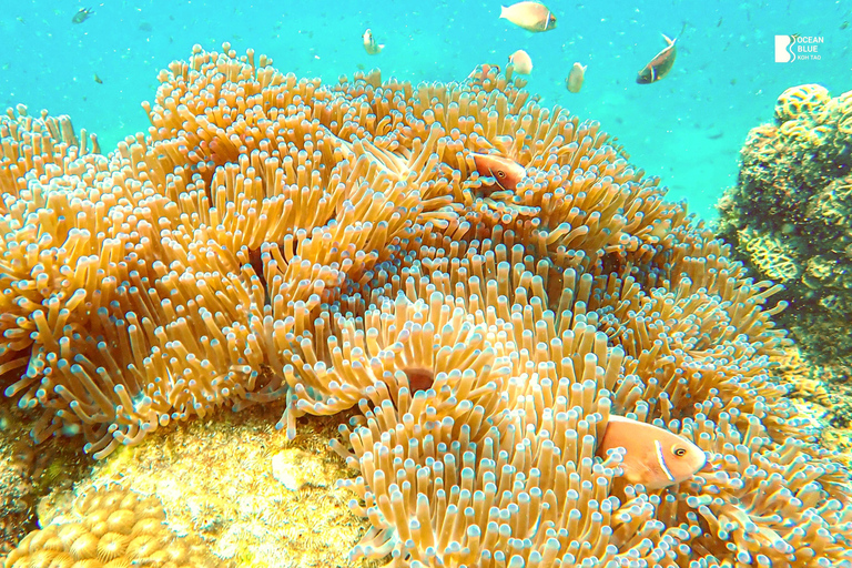 Koh Tao: Snorkel with Turtles at Nangyuan with Fewer Crowds