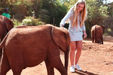 Nairobi nationalpark David Sheldrick Giraffcenter