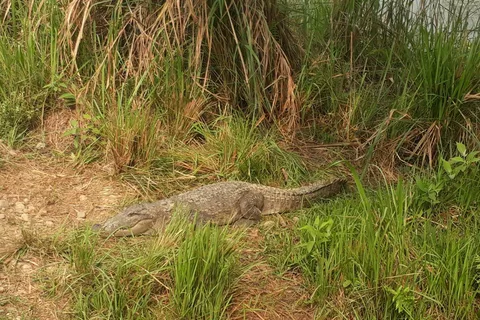 Chitwan: tour di 4 giorni con safari delle tigri nel Parco Nazionale di Chitwan