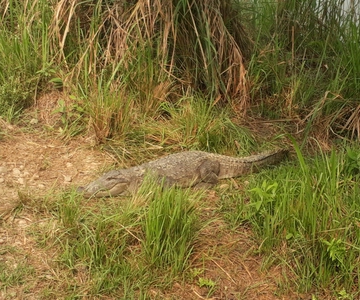 Chitwan: 4-Day Chitwan National Park Tiger Safari Tour