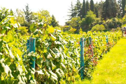 Da Tbilisi: Tour del vino di Kakheti con pranzo e degustazioniDa Tbilisi: Tour del vino del Kakheti con pranzo e degustazioni