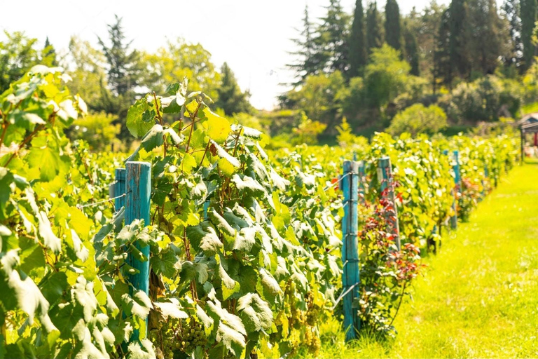 De Tbilisi: Visita ao vinho de Kakheti com almoço e provas