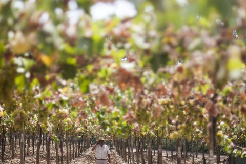 Tour del pisco y el vino en el Valle de Majes