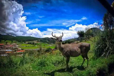 Cajamarca : Porcón and Otuzco Farms : Granja Porcón y Otuzco