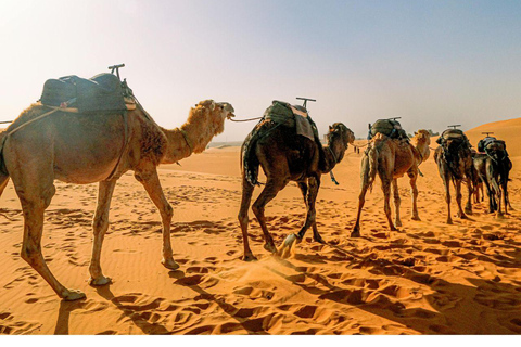 Jodhpur & Jaisalmer: Multi-Day Tour with Music Workshops