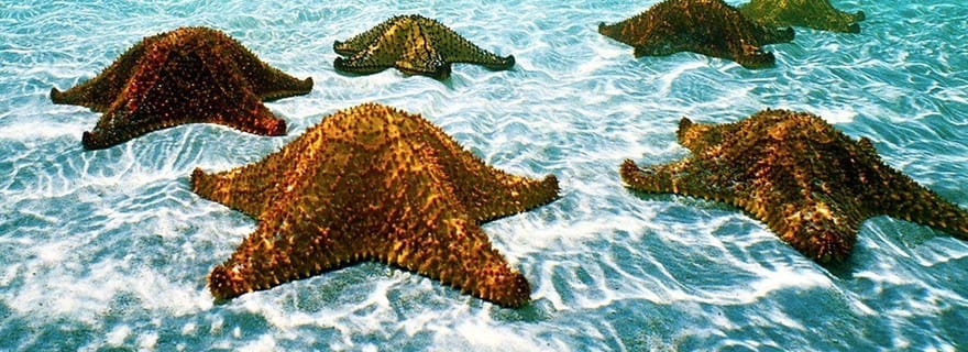 Pingwe : Aventure en tandem en kayak transparent et restaurant Rock