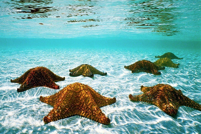 Pingwe: Tandem Clear Kayak Adventure i restauracja w skale