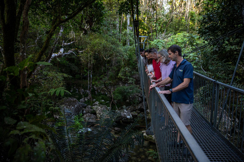 Södra Daintree Explorer-tur - halvdagHalvdagstur