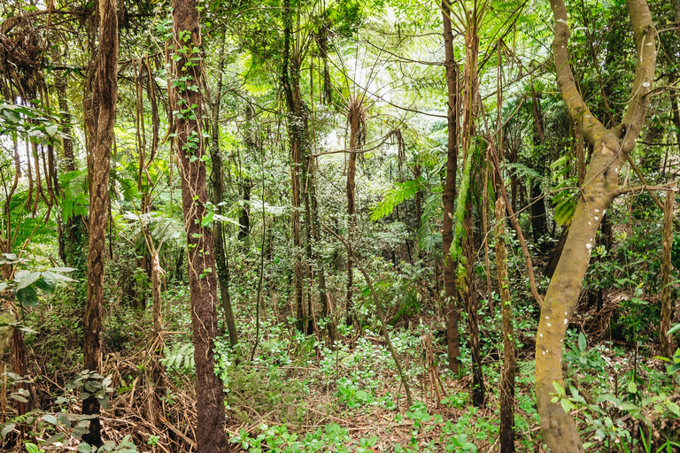 Madeira: Half-Day Pico Arieiro Jeep Tour