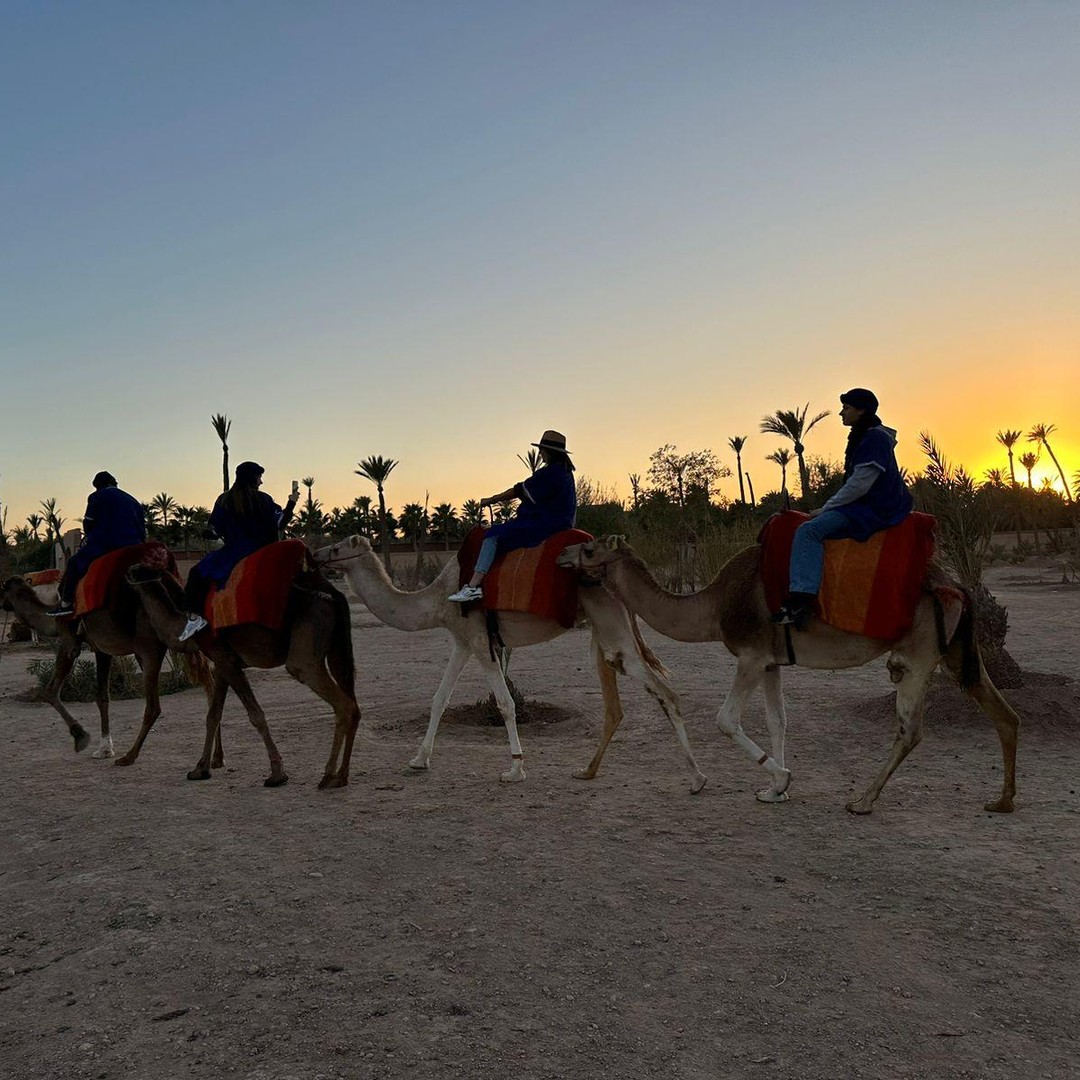 Marrakech : aventure et balade à dos de chameau dans la palmeraie - dromadaire