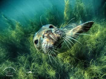 Aventura de mergulho com snorkel em barco selvagem em Penzance, Cornualha