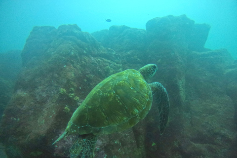 Descubrimiento de Galápagos EXPERIENCIA DE BUCEO DE UN DÍA