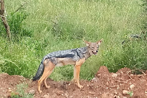 Parc national de Nairobi ; 4 heures de route en voiture dans le seul parc urbain du monde