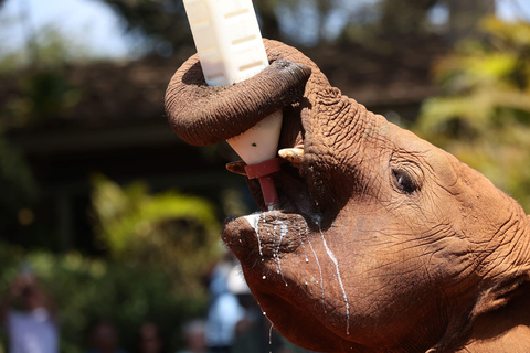 Nairobi : Visite de la pépinière d&#039;éléphants David Sheldrick