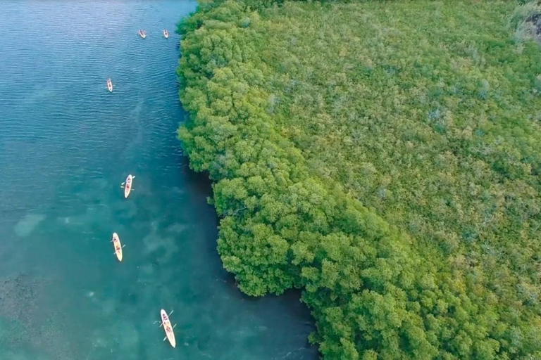 圣托马斯红树林皮划艇、徒步和浮潜 3 小时之旅圣托马斯红树林皮划艇、远足和浮潜 3 小时旅游