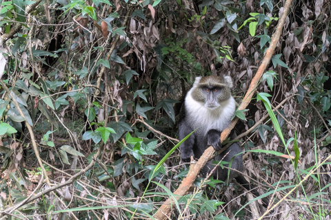 Karura Forest walking tour with nature and waterfalls.