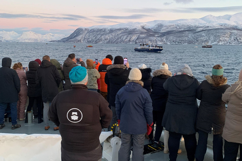 Safari aux baleines à Tromsø avec le MS Trolltind Nordic