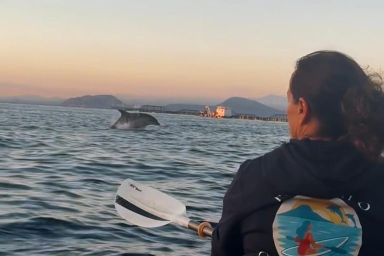 Golfo Aranci: transparent or traditional kayak, dolphins, and aperitif Sunset Tour in a Traditional Kayak with Aperitivo and Dolphins