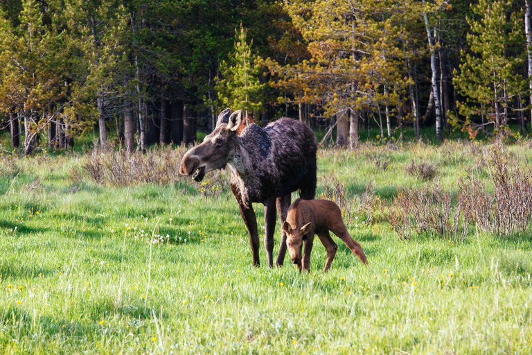 Morning Wildlife Viewing Tour - Banff/Canmore Pick-up Banff Morning Safari Drive