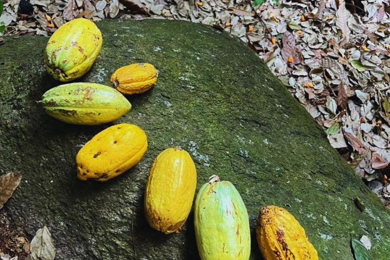 Minca Jungle Trek: Rivers, Tayrona Trails & Cacao Forest