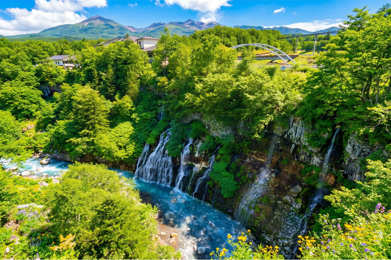 Hokkaido Asahiyama Zoo & Blue Pond Tour & Ningle Terrace 8:00 am meet at Odori Park subway station exit 31